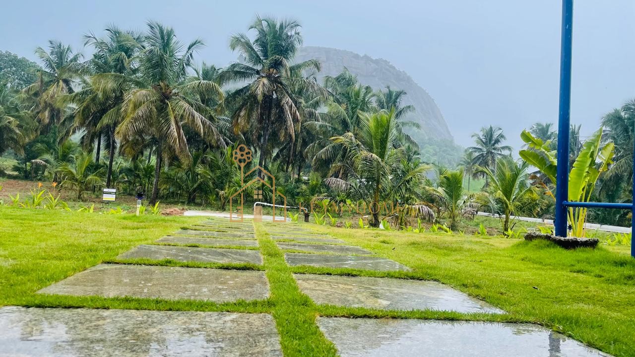 mountains and mangoes farm