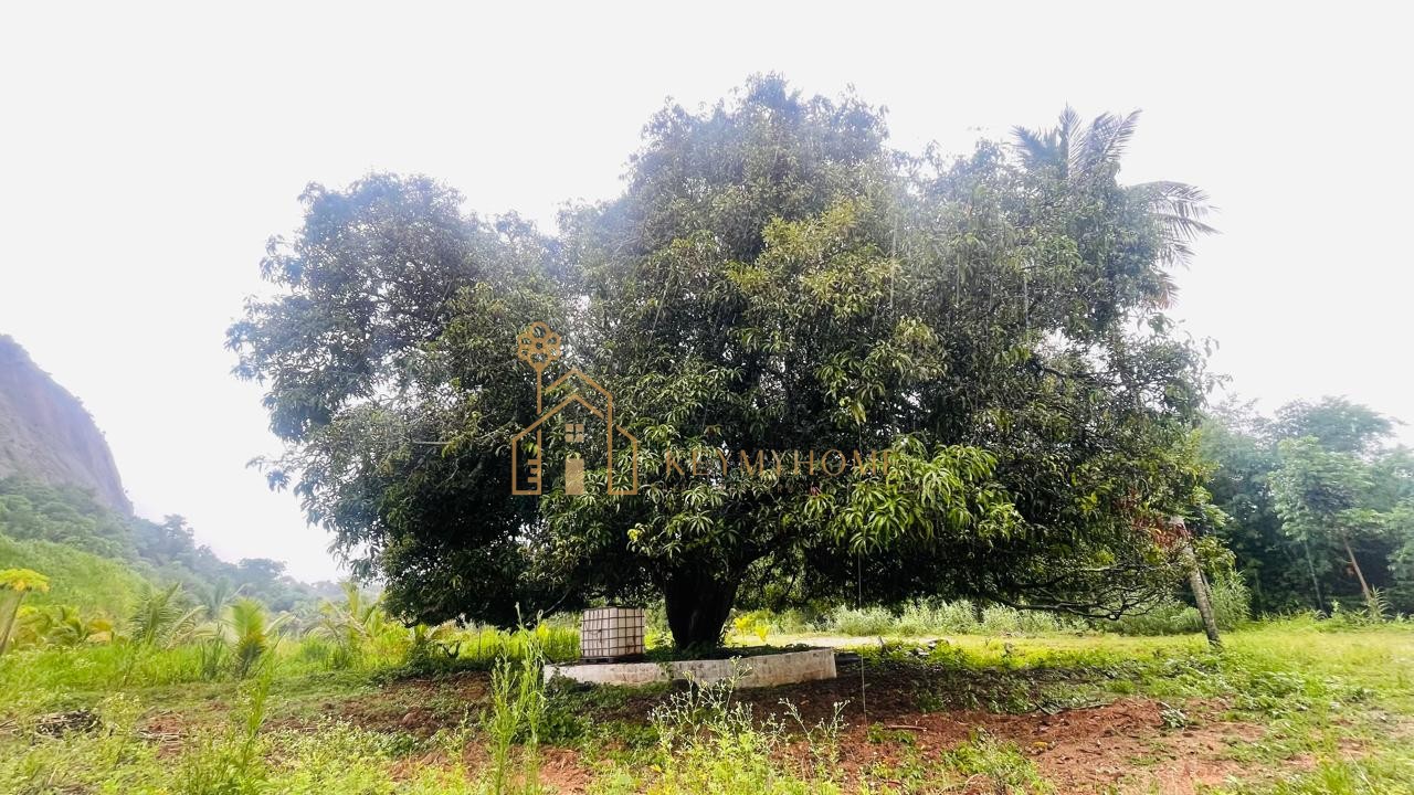 mountains and mangoes farm