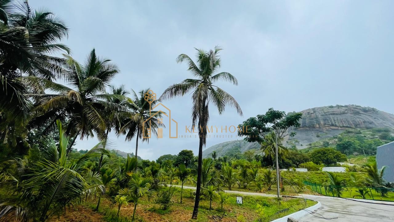 mountains and mangoes farm