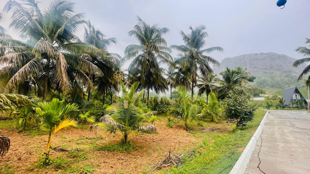 mountains and mangoes farm
