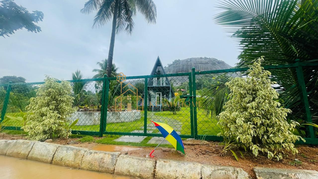 mountains and mangoes farm