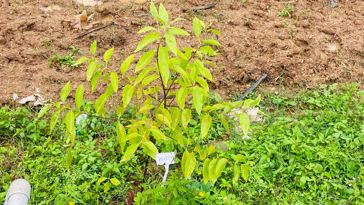 mountains and mangoes farm
